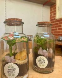 Terrarium végétal artisanal en verre fermé avec plantes naturelles by l'Atelier Végétal de Lulu