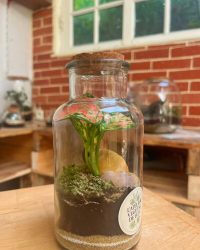 Terrarium végétal artisanal en verre fermé avec plantes naturelles by l'Atelier Végétal de Lulu