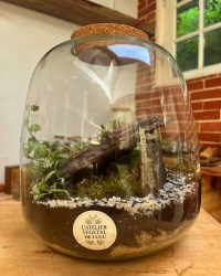 Terrarium végétal artisanal en verre fermé avec plantes naturelles by l'Atelier Végétal de Lulu