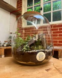 Terrarium végétal artisanal en verre fermé avec plantes naturelles by l'Atelier Végétal de Lulu