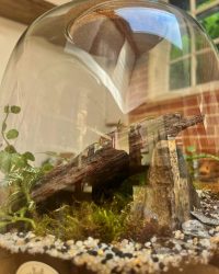 Terrarium végétal artisanal en verre fermé avec plantes naturelles by l'Atelier Végétal de Lulu