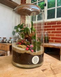 Terrarium végétal artisanal en verre fermé avec plantes naturelles by l'Atelier Végétal de Lulu