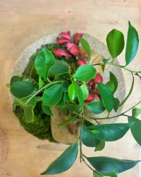 Terrarium végétal artisanal en verre fermé avec plantes naturelles by l'Atelier Végétal de Lulu