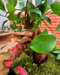 Terrarium végétal artisanal en verre fermé avec plantes naturelles by l'Atelier Végétal de Lulu