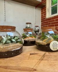 Terrarium végétal artisanal en verre fermé avec plantes naturelles by l'Atelier Végétal de Lulu